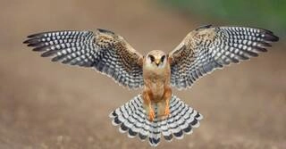 Fly Bird
