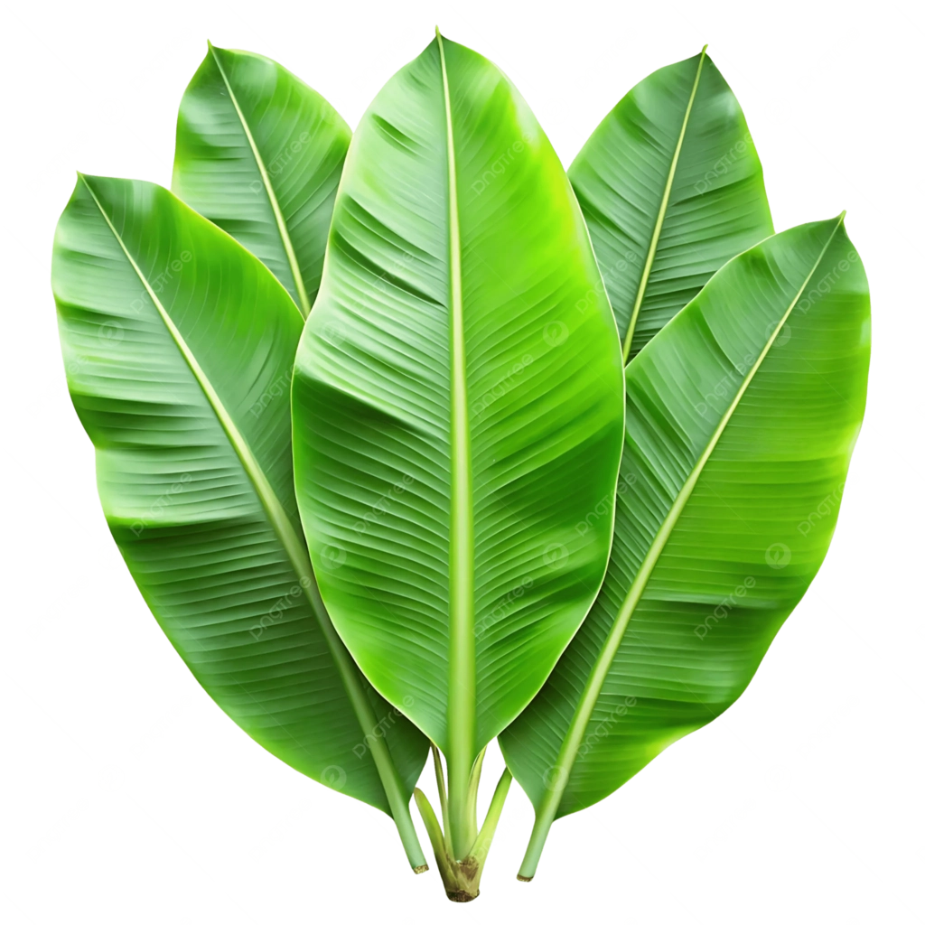 Banana Leaf