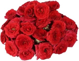 Rose Flowers