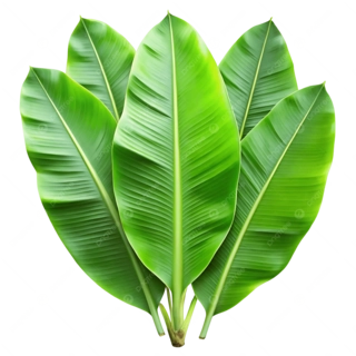 Banana Leaf