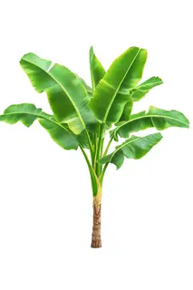 Banana Tree