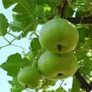 Dil Pasand