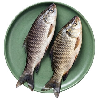 Fresh Water Fish