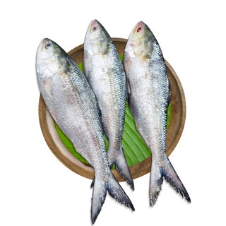 Khoka Ilish - Round Pc, With Head & Tail (150-250gm/pcs)