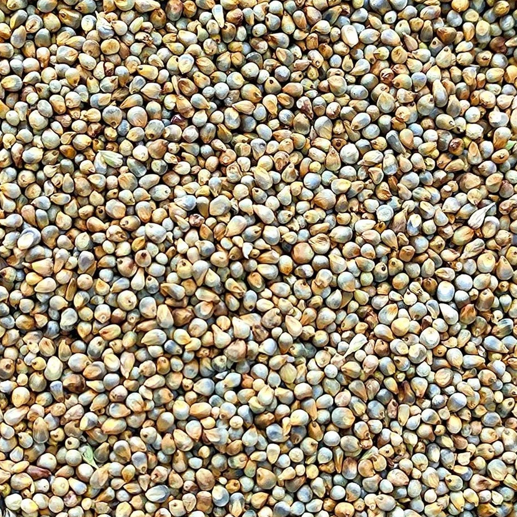 Bajra(Sajjalu)