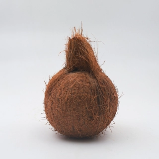 Coconut Big