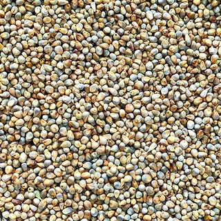 Bajra(Sajjalu)