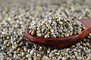 Bajara