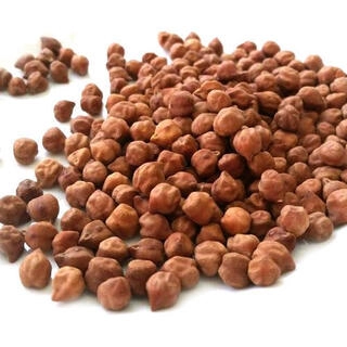 Brown Channa