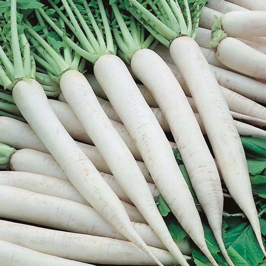 Radish 500gm