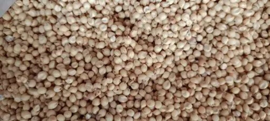 Jwari Shalu Bulk