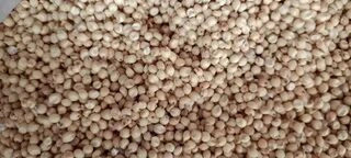 Jwari Shalu Bulk