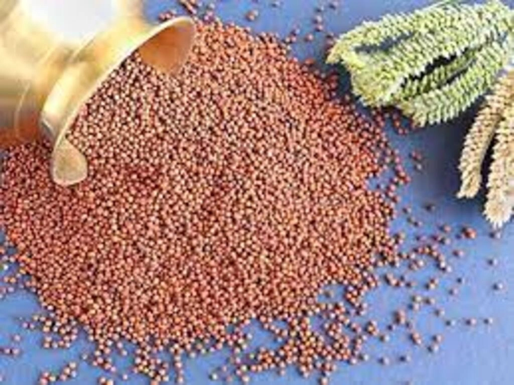 Ak Ragi / Nachini / Finger Millet Pp