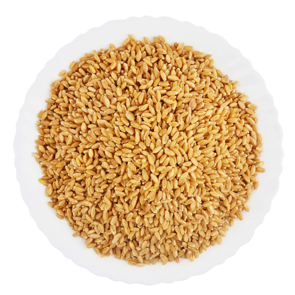 Wheat Lokvan
