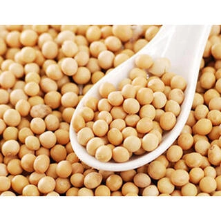 AK SOYABEAN SEED PP