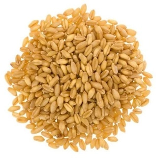 WHEAT LOKVAN