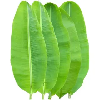 Banana Leaf
