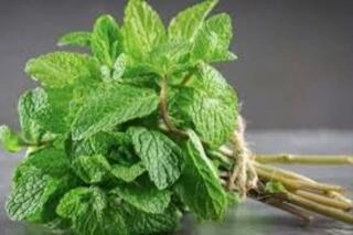 Mint (Pudina)