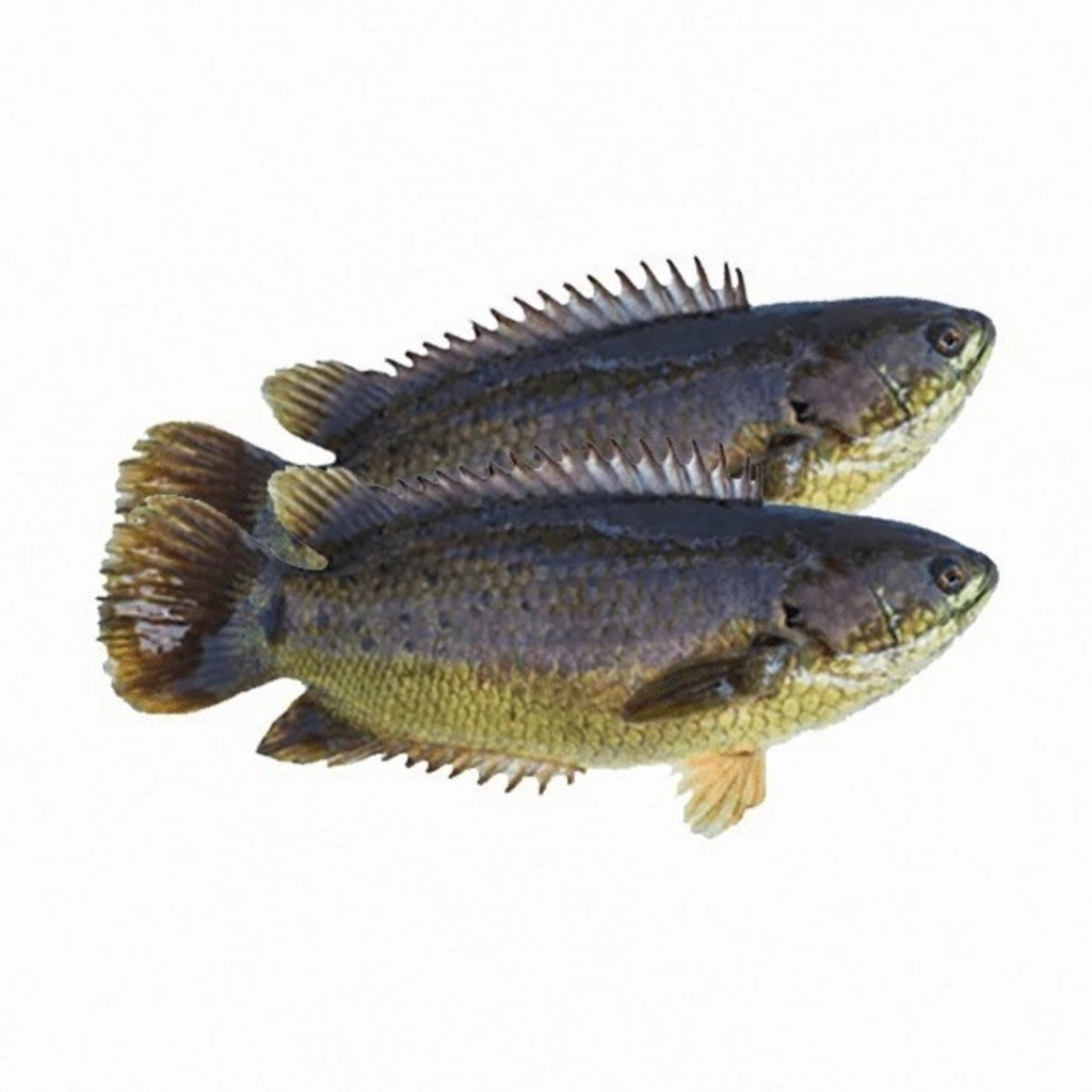 Desi Koi -(Cut & Cleaned)