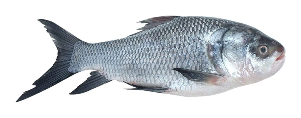 Katla Fish (Cut & Cleaned)