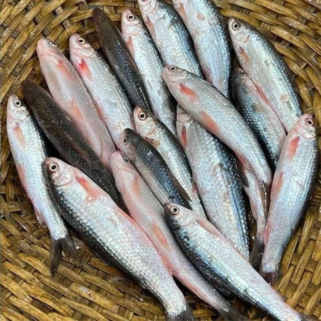 Desi Bata Fish - (Cut & Cleaned)