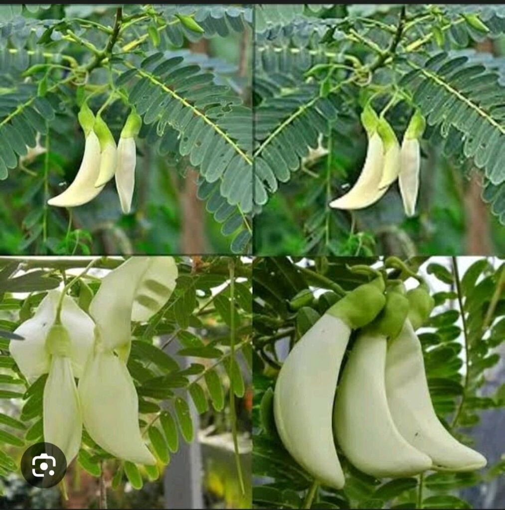 Bok Phool-10 pcs