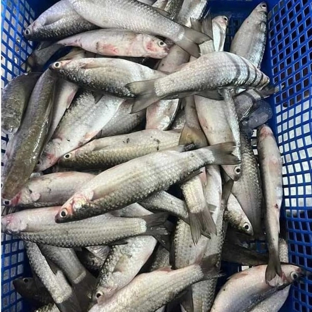 Desi Parshe Fish-(Cut & Cleaned)
