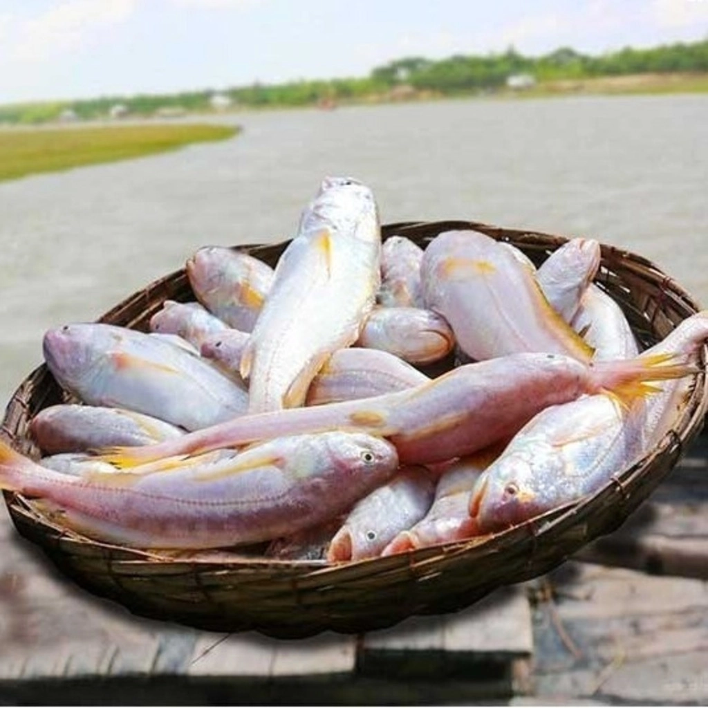 Desi Bhola (Gross Weight 500g)