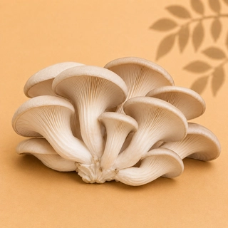 Oyster Mushroom
