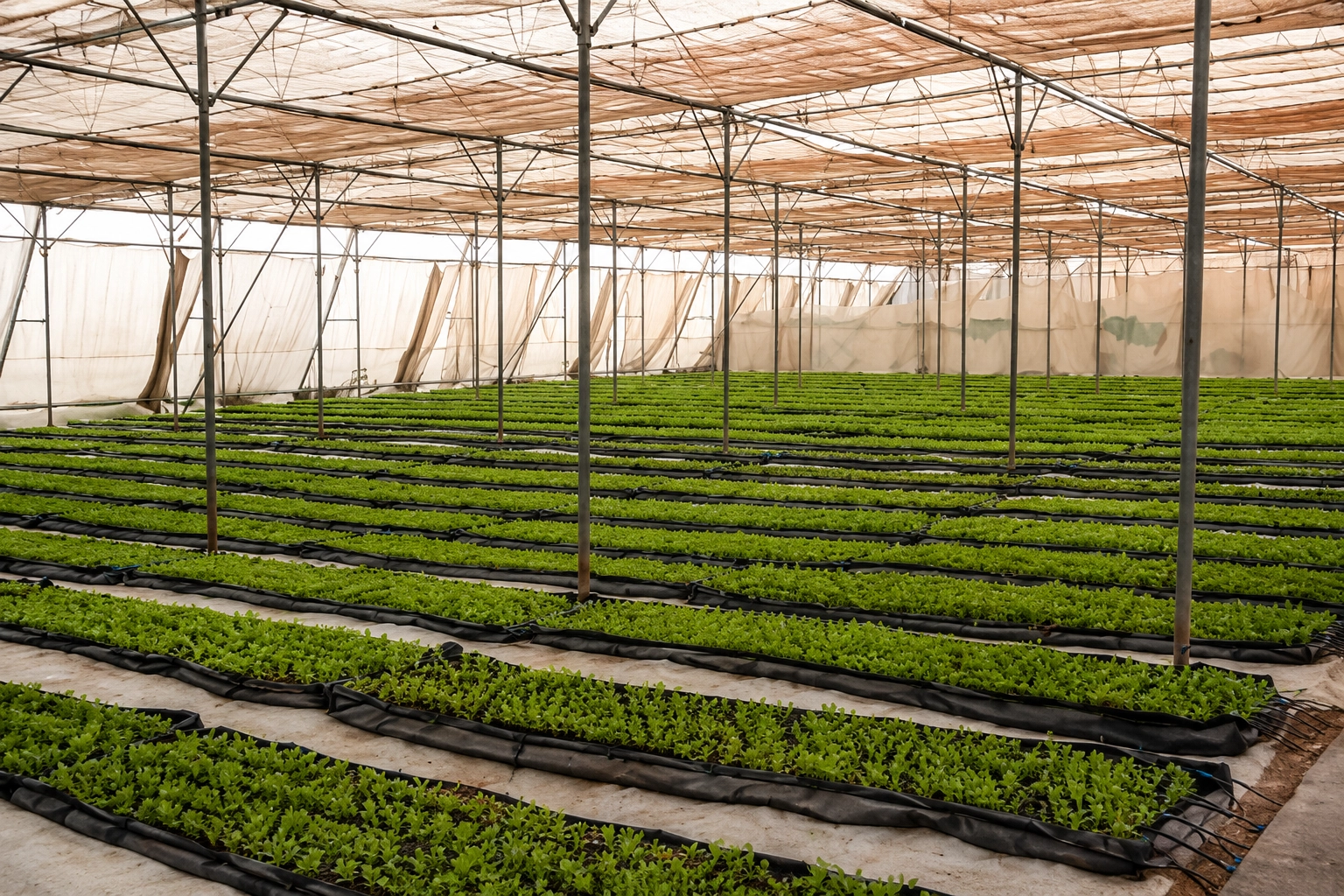 Cultivated farm beds