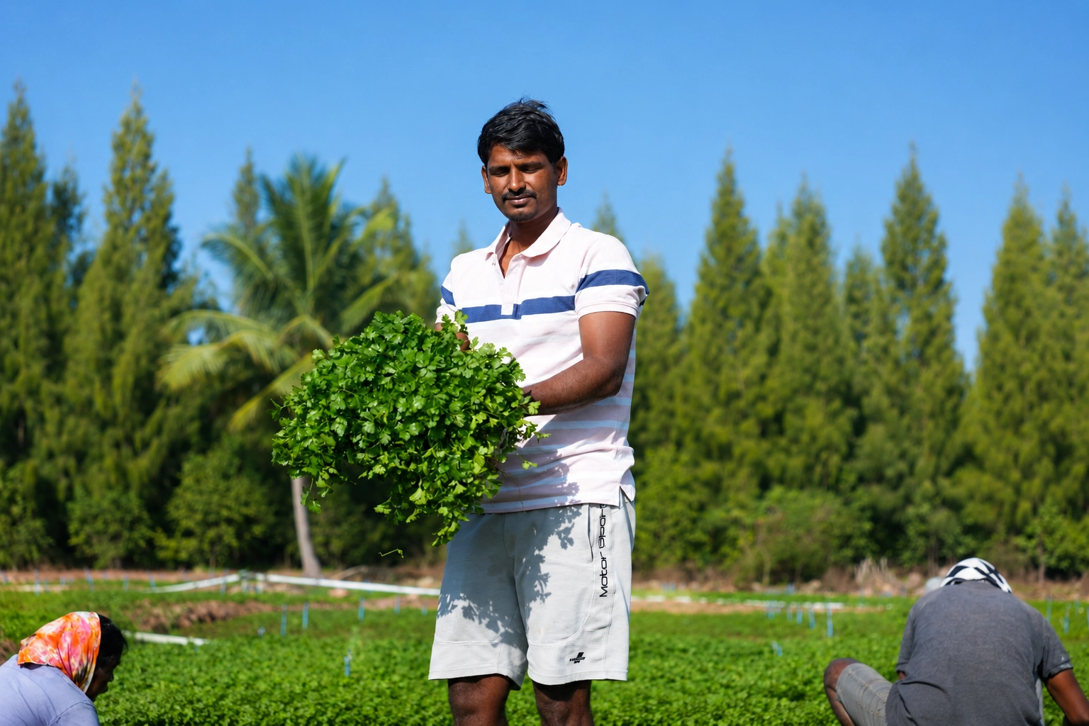 Farmer harvesting
