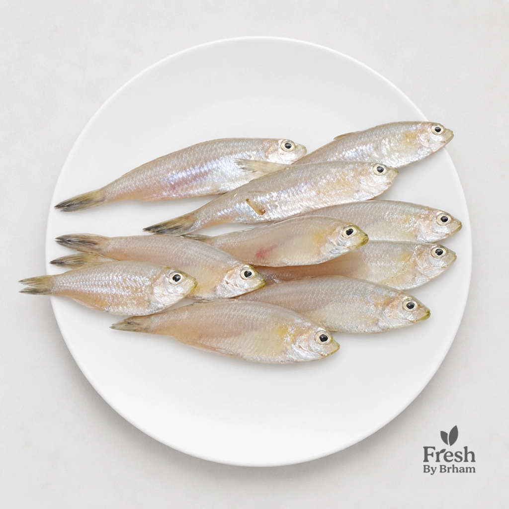 White Bait/Modka