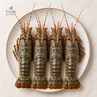 Rock Lobsters – Whole Medium