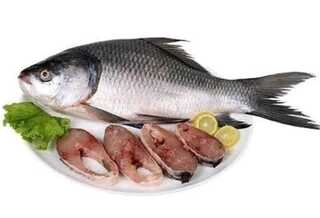 Katla Fish