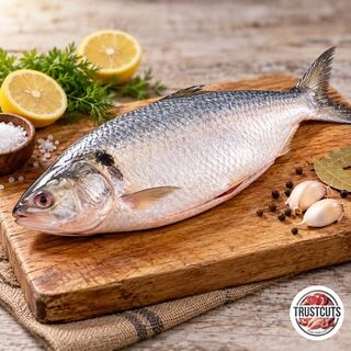 Hilsa / ಹಿಲ್ಸಾ