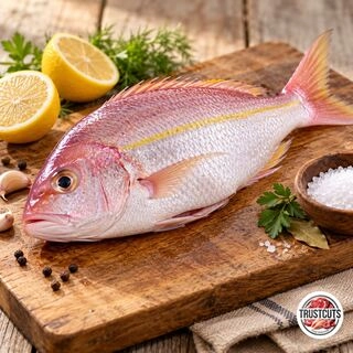 Rani Fish / ರಾಣಿ