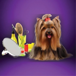 Grooming Essentials
