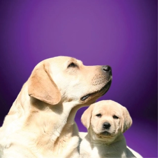 Dogs