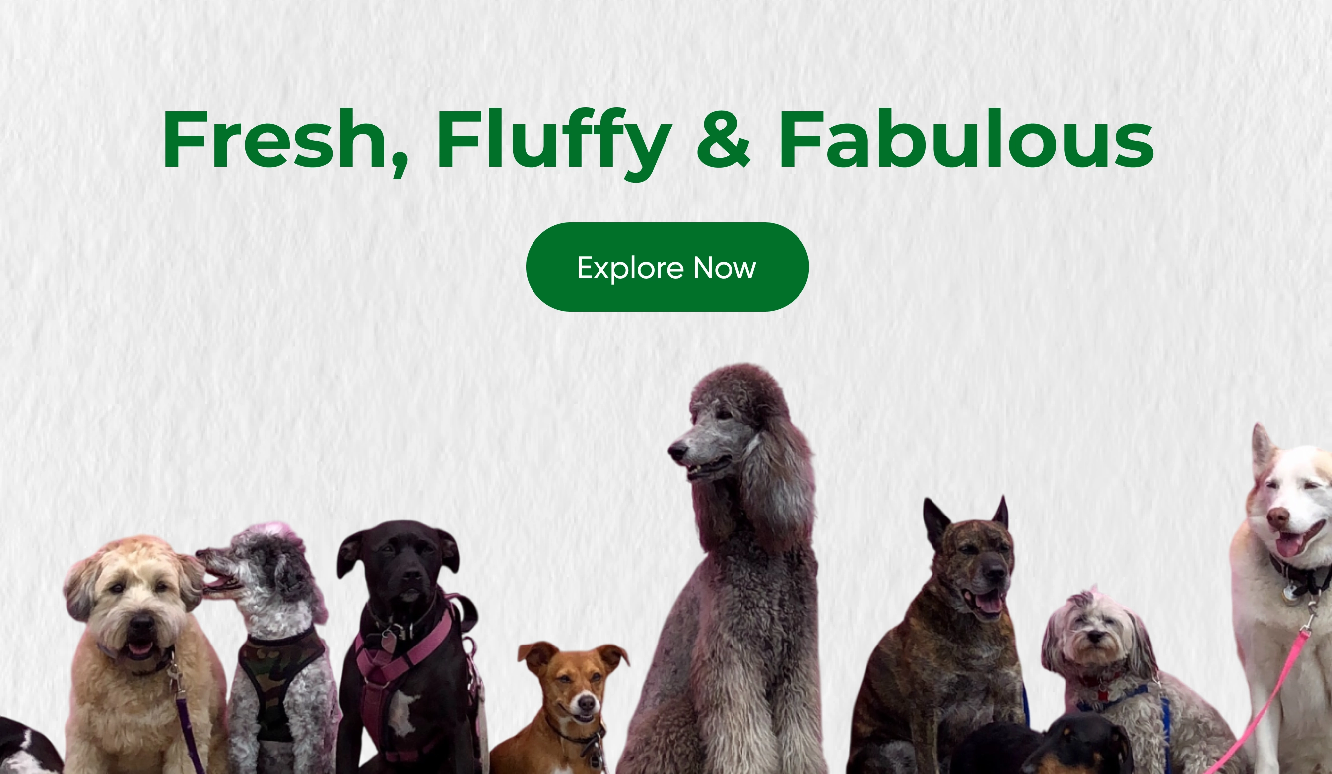 Bengaluru Pet Company